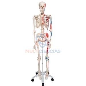 modelo anatómico humano