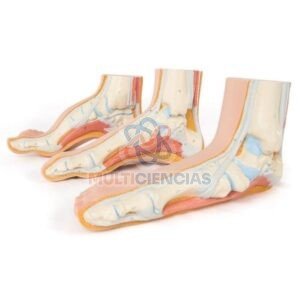 modelo anatomico