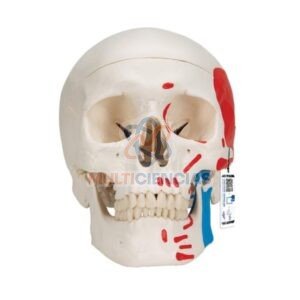 modelos anatomicos