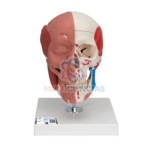 modelos anatomicos