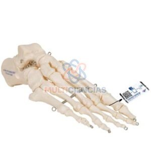modelos anatomicos