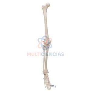 modelos anatomicos
