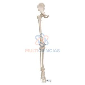 modelos anatomicos
