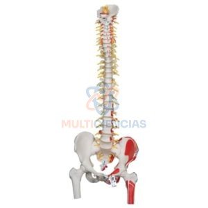 modelos anatomicos