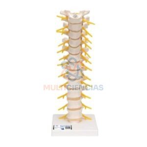 modelos anatomicos