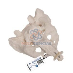 modelos anatomicos