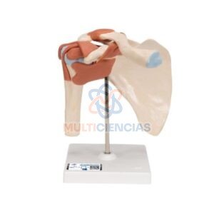 modelo anatomico hombro