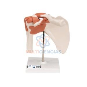 modelo anatomico hombro