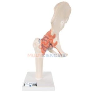 modelos anatomicos