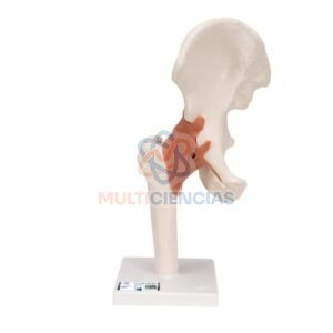 modelos anatomicos