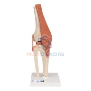 modelo anatomico rodilla