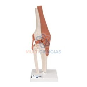 modelo anatomico rodilla