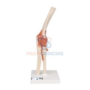 modelos anatomicos