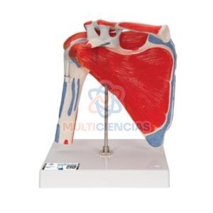 modelos anatomicos