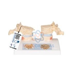 modelos anatomicos