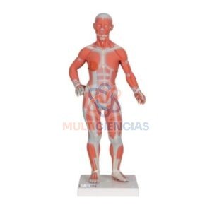 modelo anatomico del cuerpo humano