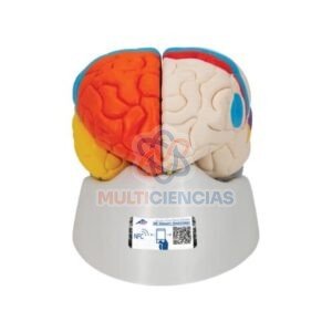 modelo anatomico