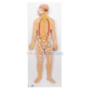 maqueta del sistema nervioso