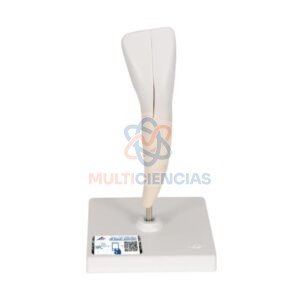 modelos anatomicos