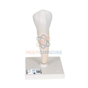 modelos anatomicos