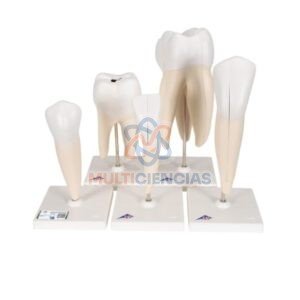 modelos anatomicos