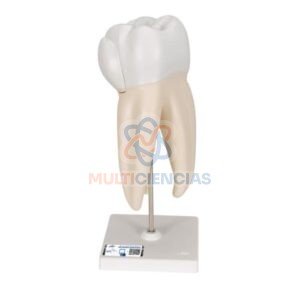 modelos anatomicos