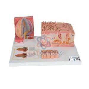 modelos anatomicos