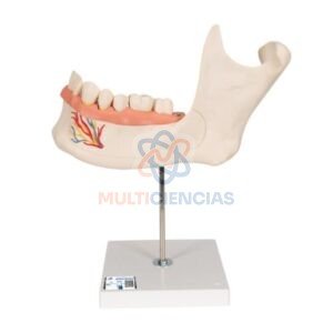 modelos anatomicos