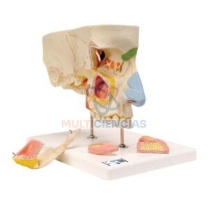 modelos anatomicos