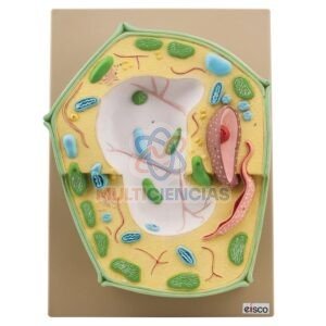 modelo anatomico del cuerpo humano