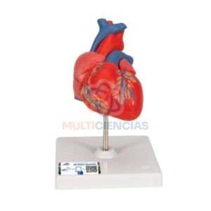 modelo de corazon