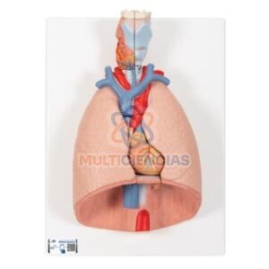 modelos anatomicos