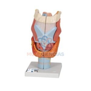 modelos anatomicos
