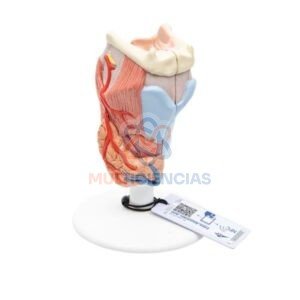 modelos anatomicos