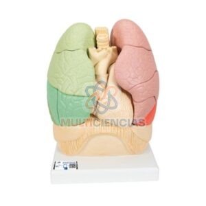 modelos anatomicos
