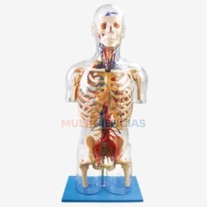 modelo anatomico