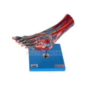 modelo anatomico