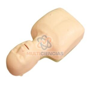 modelos anatomicos