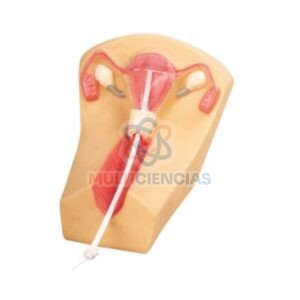 modelos anatomicos
