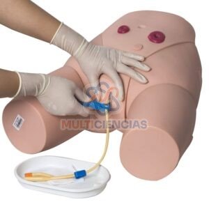 modelo anatomico aparato reproductor femenino