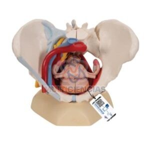 modelos anatomicos