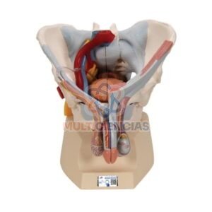 modelo anatomico aparato reproductor masculino