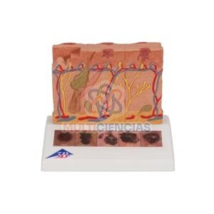 modelos anatomicos