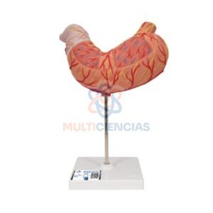 modelos anatomicos