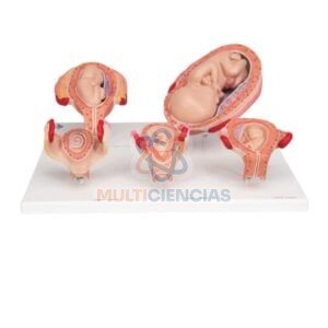 modelos anatomicos