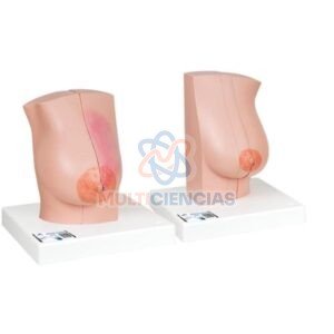 modelos anatomicos