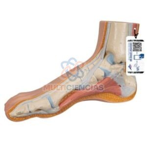 modelos anatomicos