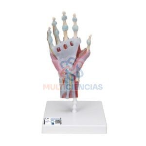 modelos anatomicos