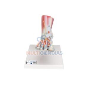 modelos anatomicos