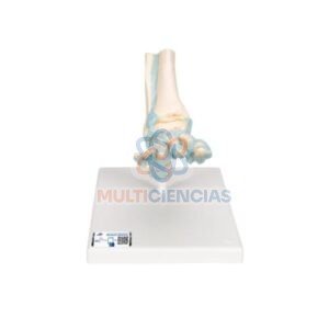 modelos anatomicos